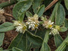 Alternanthera bettzickiana