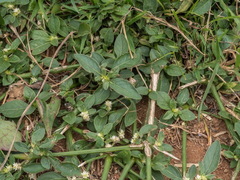 Alternanthera bettzickiana