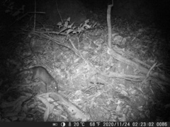 Cricetomys gambianus