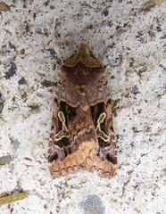 Cerastis enigmatica