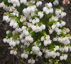 Erica formosa