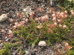 Bryanthus gmelinii