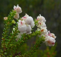 Erica formosa