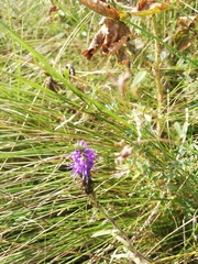 Veronica spicata