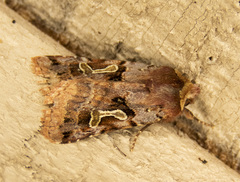 Cerastis enigmatica