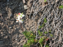Bryanthus gmelinii