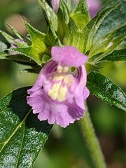 Galeopsis angustifolia