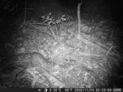 Cricetomys gambianus