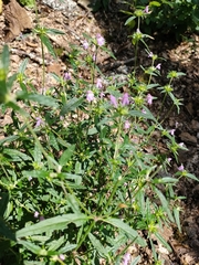 Galeopsis angustifolia