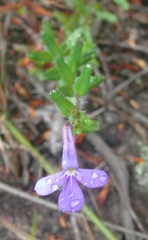 Lobelia neglecta