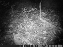 Cricetomys gambianus
