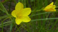 Linum gracile