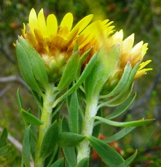 Oedera calycina