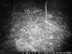 Cricetomys gambianus
