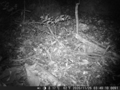 Cricetomys gambianus