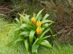 Bulbinella rossii