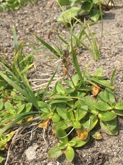 Veronica grandiflora