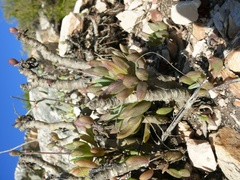 Curio crassulifolius