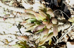 Curio crassulifolius