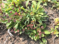 Bupleurum triradiatum