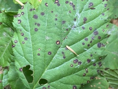 Sphaerulina westendorpii