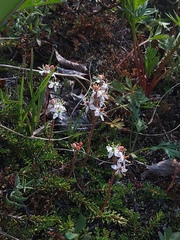 Bryanthus gmelinii