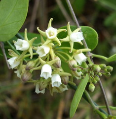 Cynanchum ellipticum