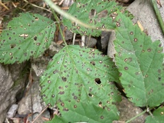 Sphaerulina westendorpii