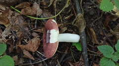 Russula romellii