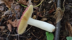Russula romellii