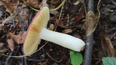 Russula romellii