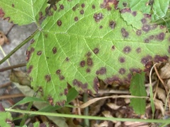 Sphaerulina westendorpii