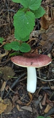 Russula romellii