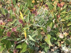 Bupleurum triradiatum