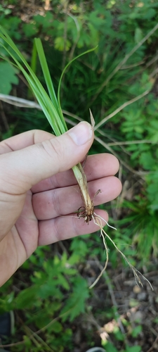 Carex brevicollis (Carex brevicollis)