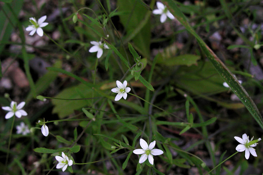 Meconella denticulata