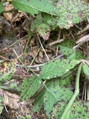 Sphaerulina westendorpii