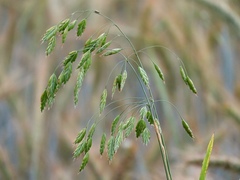 Bromus secalinus