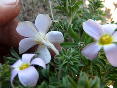 Oxalis hirta hirta
