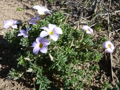 Oxalis hirta hirta