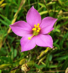 Chironia melampyrifolia