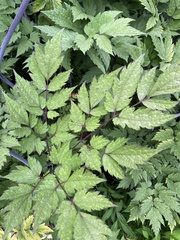 Actaea spicata