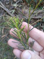 Acacia linifolia