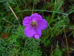 Geranium incanum multifidum