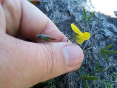 Crotalaria excisa