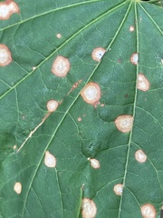 Cristulariella depraedans