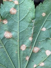 Cristulariella depraedans