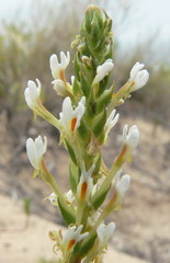 Hebenstretia integrifolia