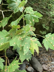 Cristulariella depraedans