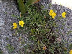 Crotalaria excisa